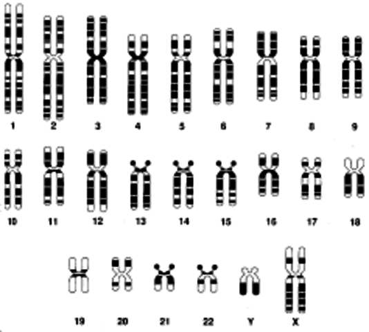 Proyecto Genoma Humano
