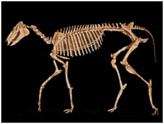 hace 24 millones de años aproximadamente.