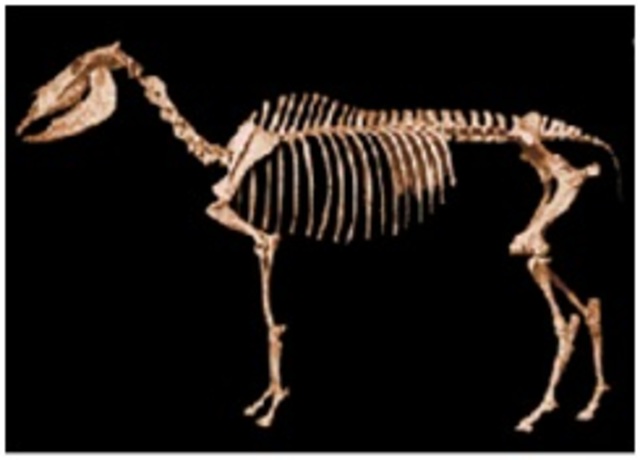 Domesticado hace unos 3000 años atrás