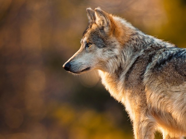 Wolves introduced into the Southwest