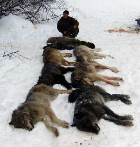 Wolf population decimated