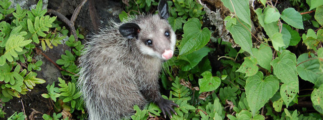 El STUNAM realiza una huelga. Se crea la reserva ecológica del campus Universitario.