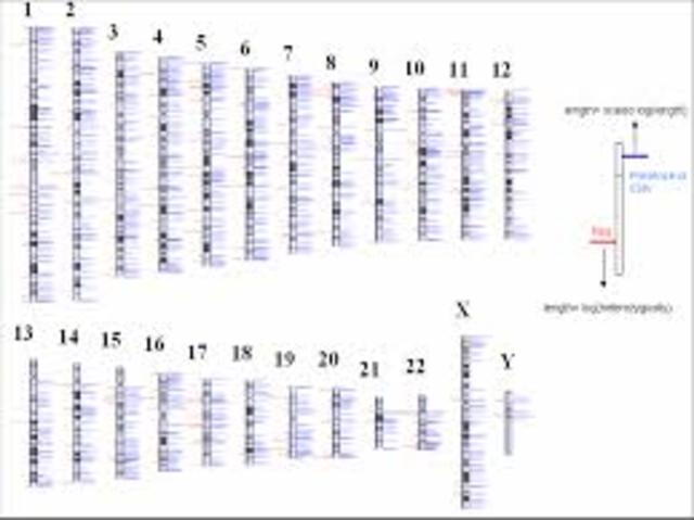 Detailed Human Genetic Map