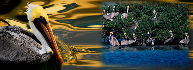 Pelican Island, Florida named first national wildlife refuge