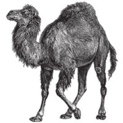 Primer lenguaje de programación "Perl"