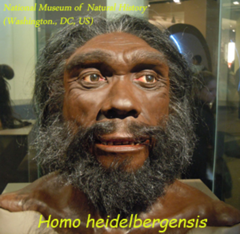 Homo Heidelbergensis