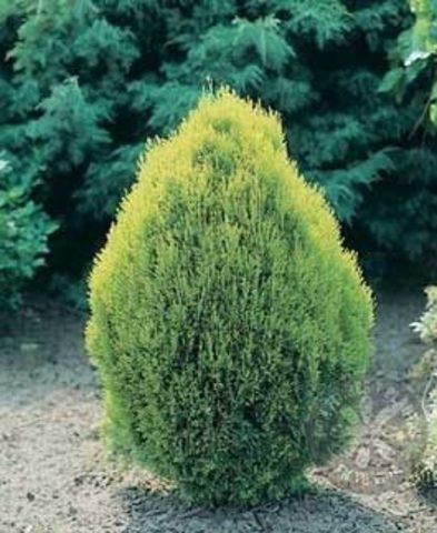 Aparició d'àrbres conífers