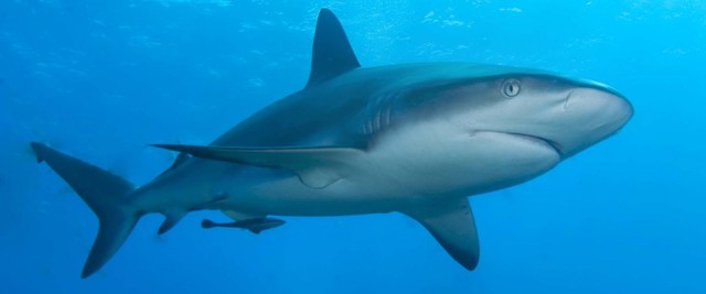 Diversificació dels primers taurons