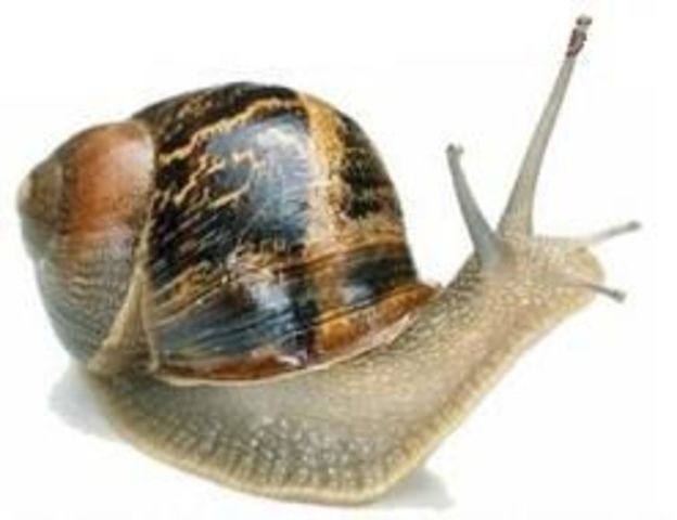 Aparició dels primers ammonits