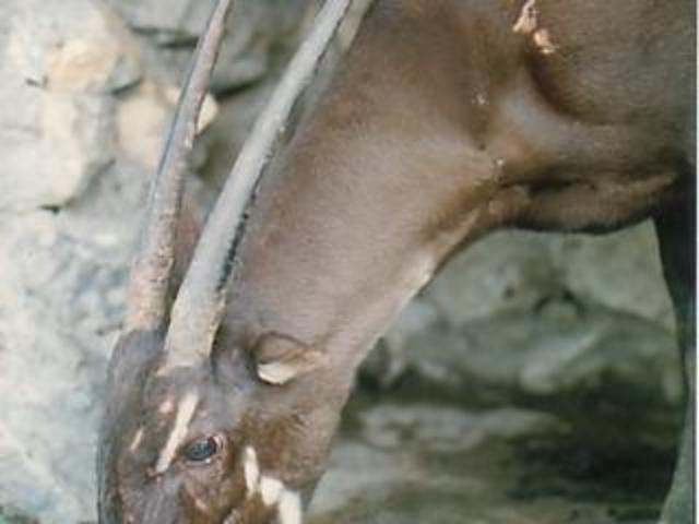 Last known sighting of a Unicorn