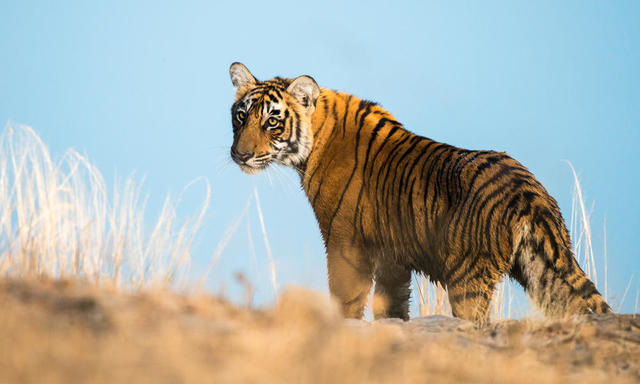 Tiger Population on a RISE