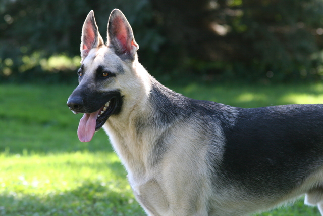 Dogs Being Domesticated