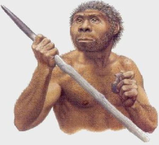 Homo Erectus