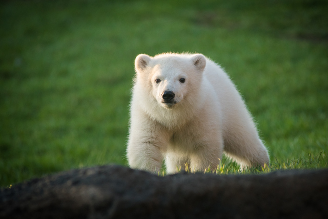 A polar bear named Nora was born at the Columbus Zoo.