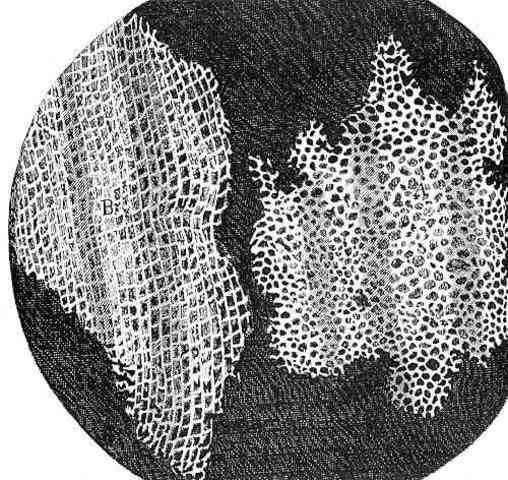 Robert Hooke's Contribution to the Cell Theory