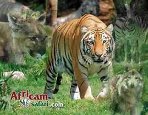 Visite Africam Safari