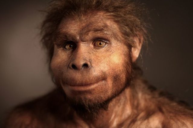 Australopithecus