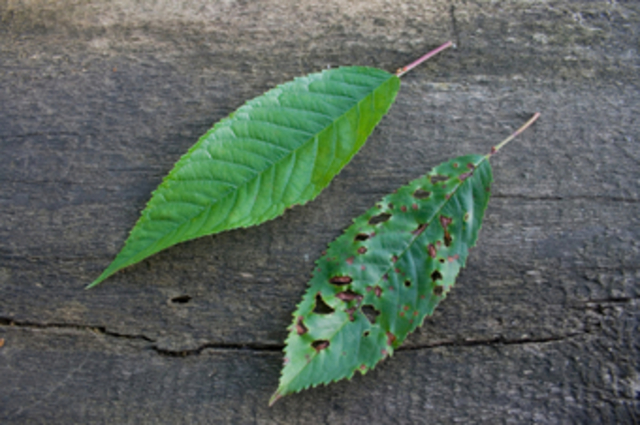 Acid Rain Recognized as BAD