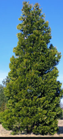 The Switch from Eastern Red Ceder to Incensed Ceder