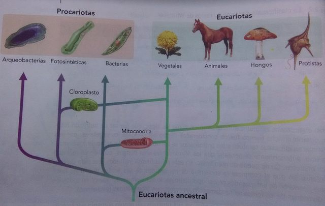 Clasificación desde los dominios