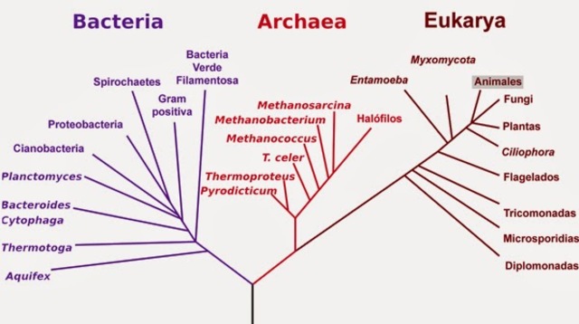 Tres dominios Archae, Eubacteria y Eukarya