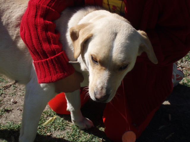 Primer año junto a mi perrita