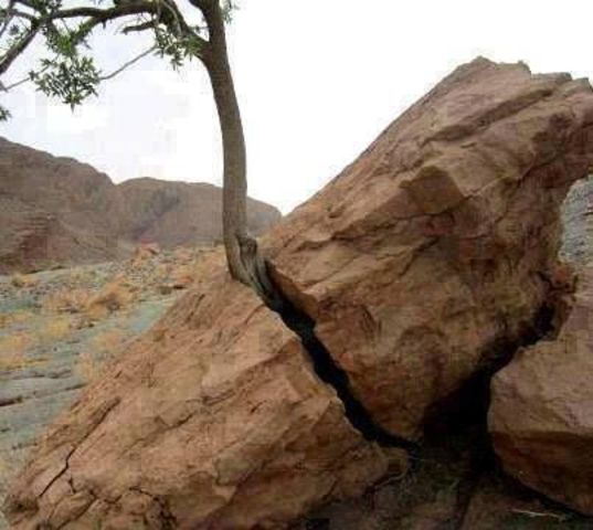 Biological Weathering