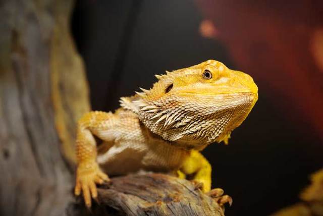 got a bearded dragon