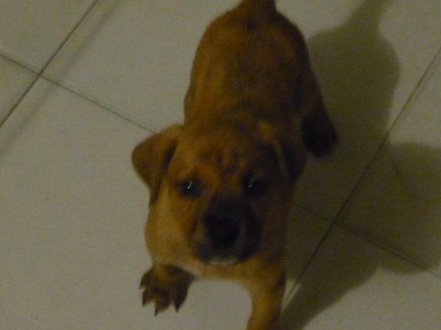 Mi primer perro