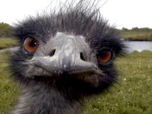 The Emu Wars