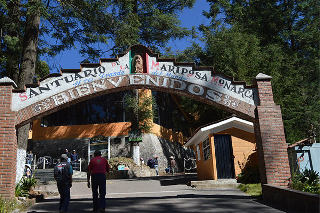 Fui a la mariposa monarca