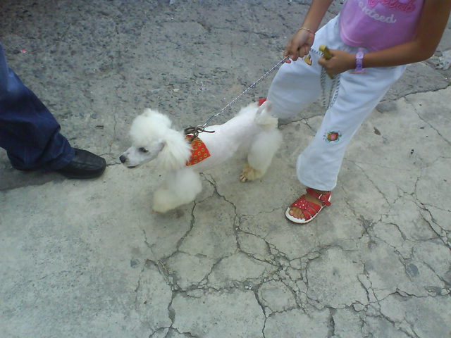 Tuve mi primer perro