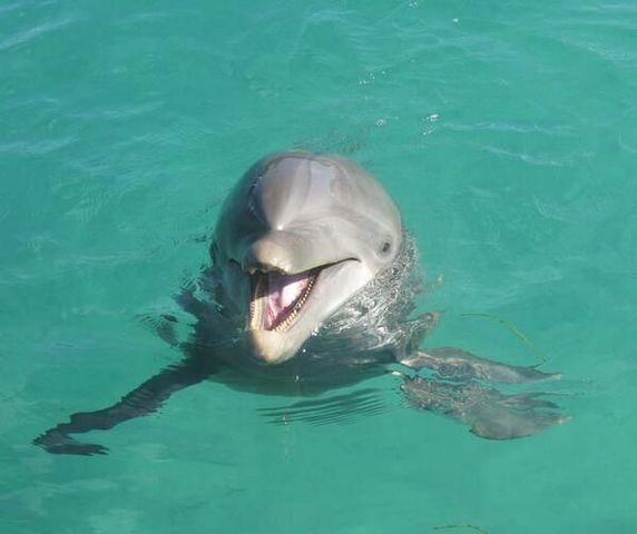 Nade con los delfines