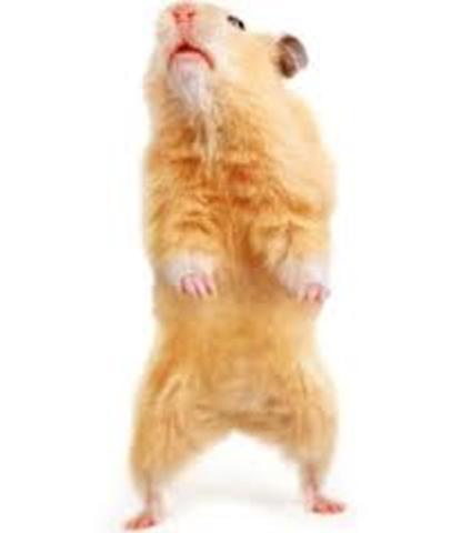 Hamster Dancing