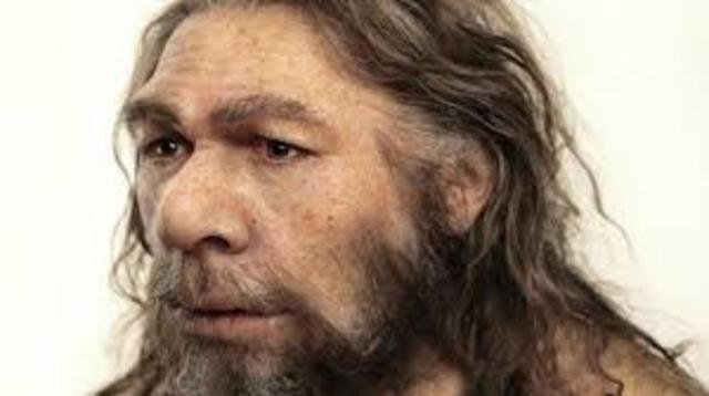 Homo Neanderthalensis