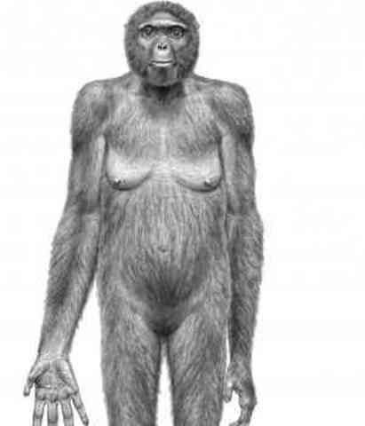 Homo Ardipithecus
