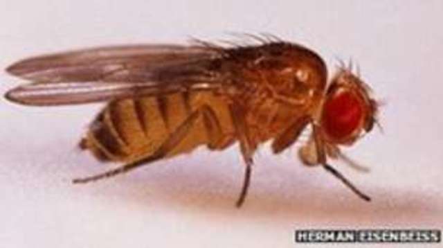 First animals to enter space (fruit flies)