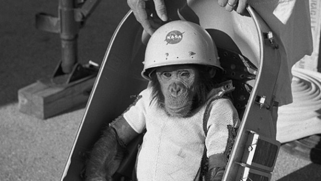 First chimpanzee in space