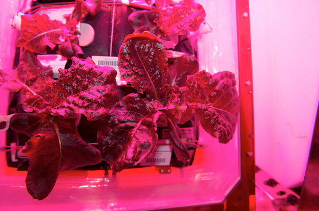 First Food Grown in Space, Eaten in Space