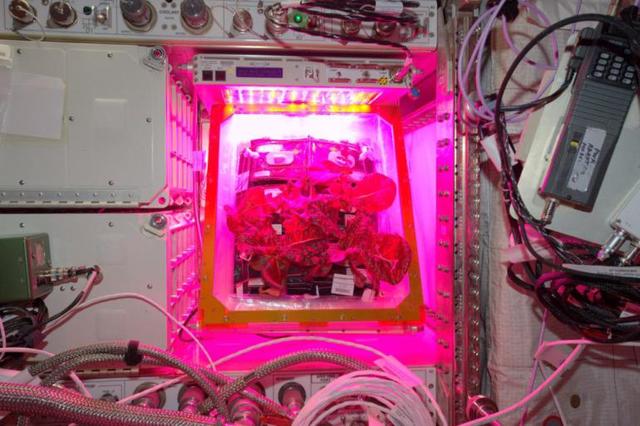 First food grown and eaten in space