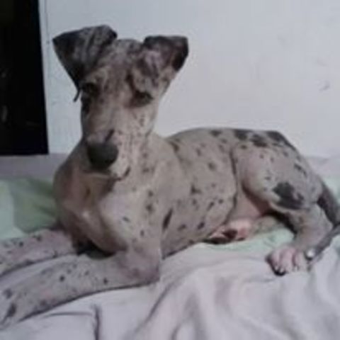 Mi primer mascota (Maddie)