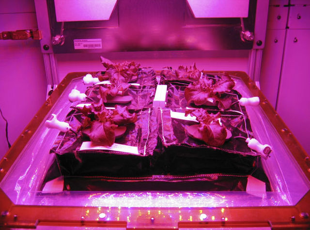 First plant grown in space
