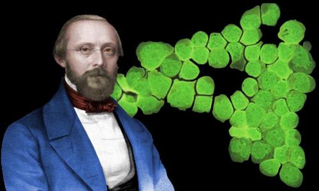 Virchow states cellular reproduction therories