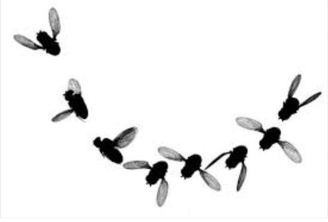 First Animals Launched into Space as a Test (Fruit Flies)