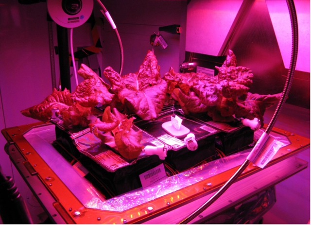 First food grown in space to be eaten (lettuce)