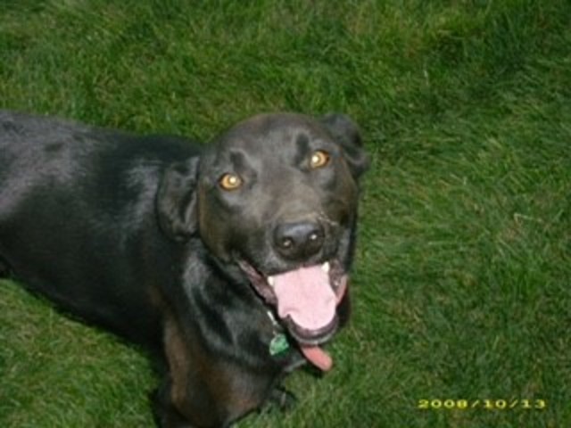 I got my second dog, Sam.