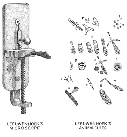 Leeuwenhoek's Research