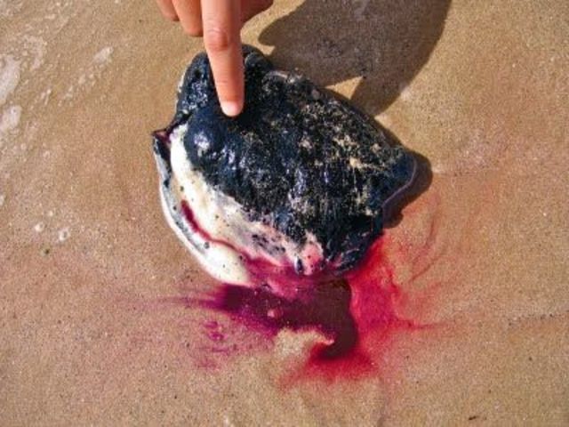 The Minoans- Tyrian Purple