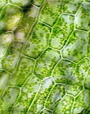 Schleiden 's Research