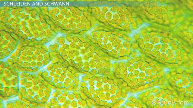 Matthias Jakob Schleidon